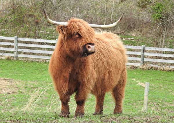 Miniature Highland Cattle for Sale, Buy Mini Scottish Cow Online.
