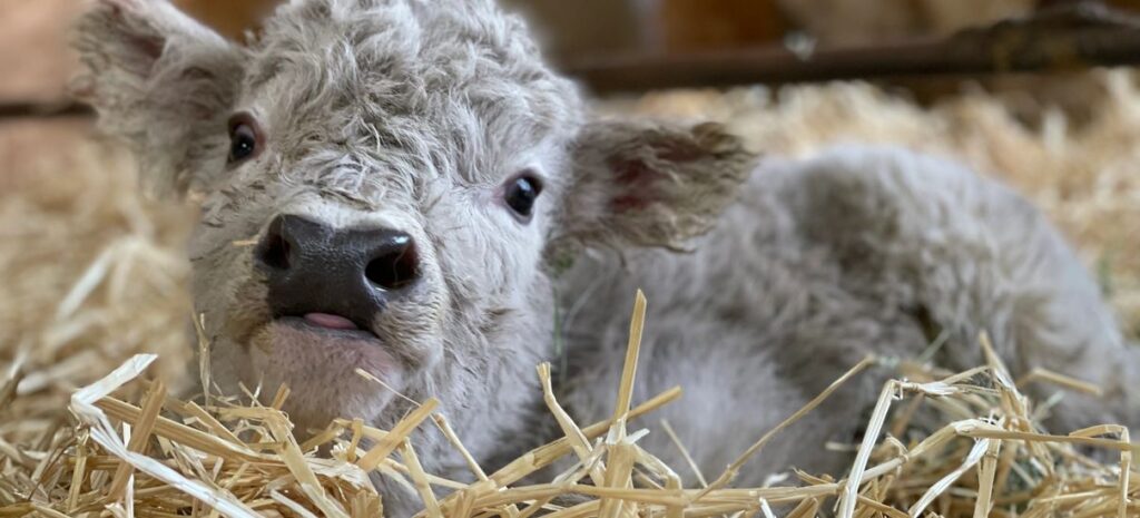Miniature Highland Cattle for Sale, Buy Mini Scottish Cow Online.