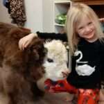 miniature cow breed info