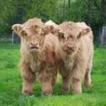 miniature cow breed info